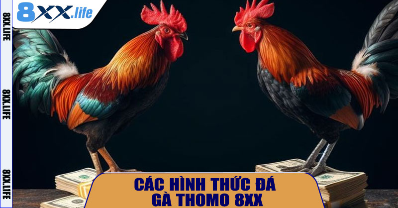 Các Hình Thức Đá Gà Thomo 8XX