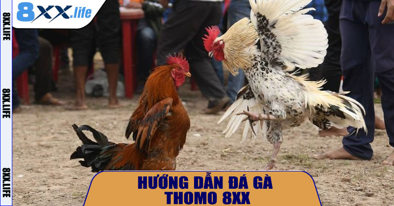 Đá Gà Thomo 8XX – Trải Nghiệm Đỉnh Cao Của Giới Cá Cược 2025
