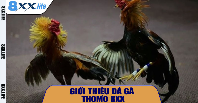 Giới Thiệu Đá Gà Thomo 8XX