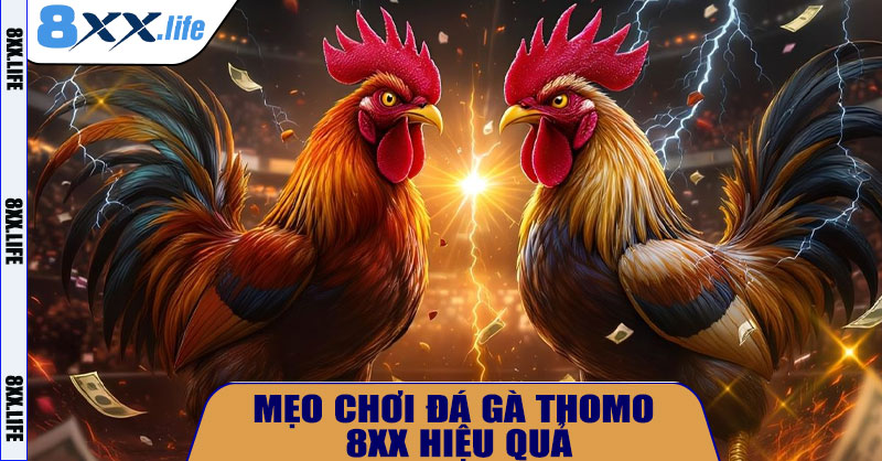 Mẹo Chơi Đá Gà Thomo 8XX Hiệu Quả
