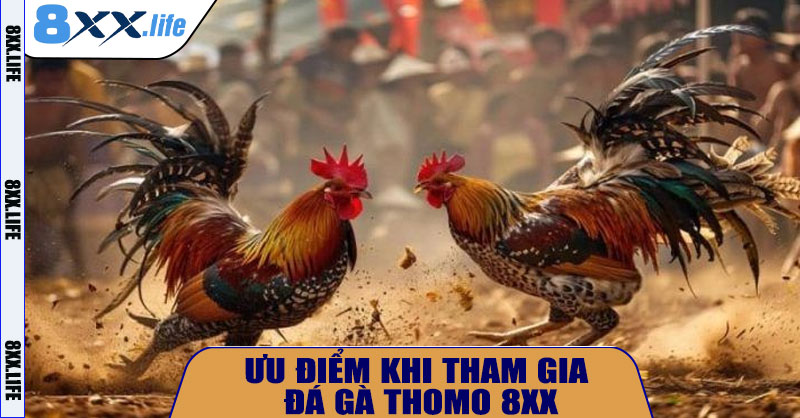Ưu Điểm Khi Tham Gia Đá Gà Thomo 8XX